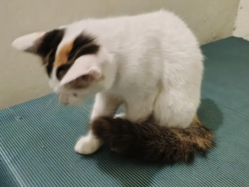 Adorable Kitten Looking for a Loving Home – Looking for Owner — photo 6