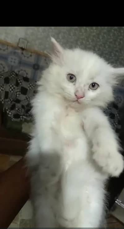 for sale 03014564809 only Whatsapp