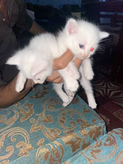 ragdoll persian mix