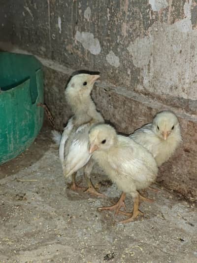 Aseel Heera chicks