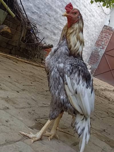 long hight . beautiful colour . nice hair . beautiful eye