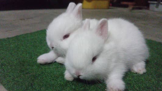 Netherland Dwarf Bunnies