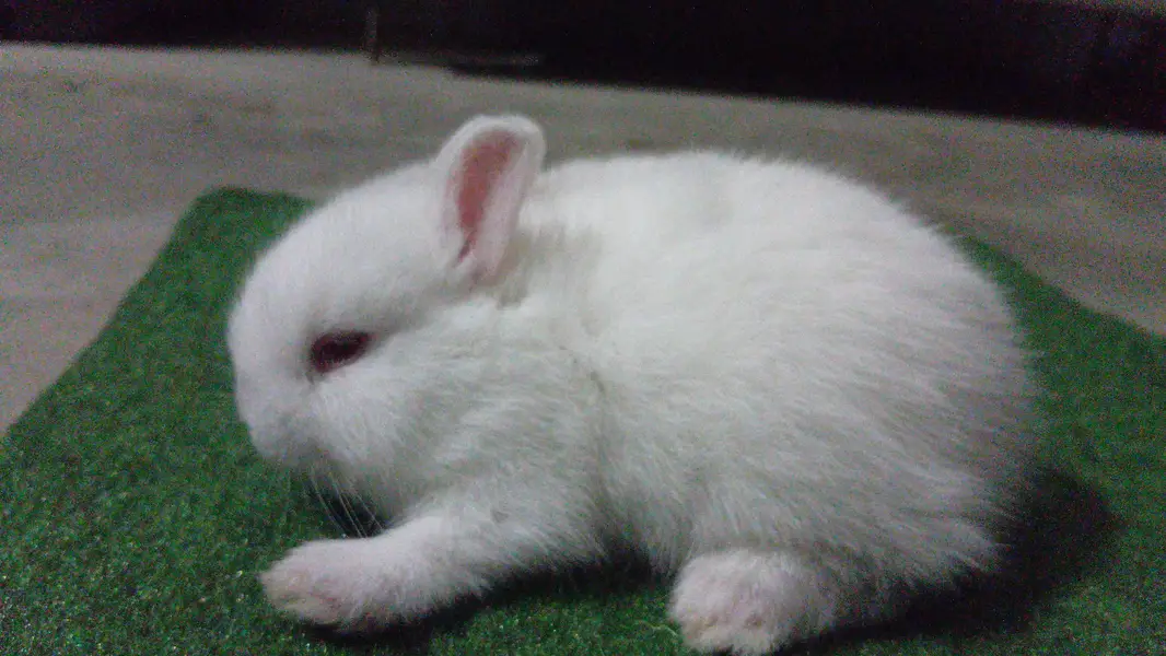 Netherland Dwarf Bunnies — photo 2