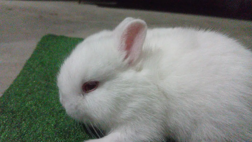 Netherland Dwarf Bunnies — photo 3