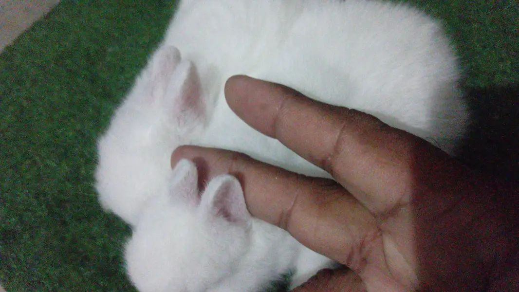 Netherland Dwarf Bunnies — photo 4