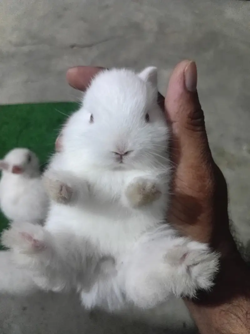 Netherland Dwarf Bunnies — photo 5