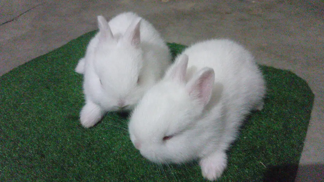 Netherland Dwarf Bunnies — photo 6