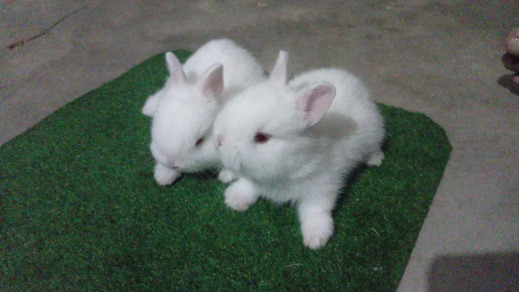 Netherland Dwarf Bunnies — photo 7