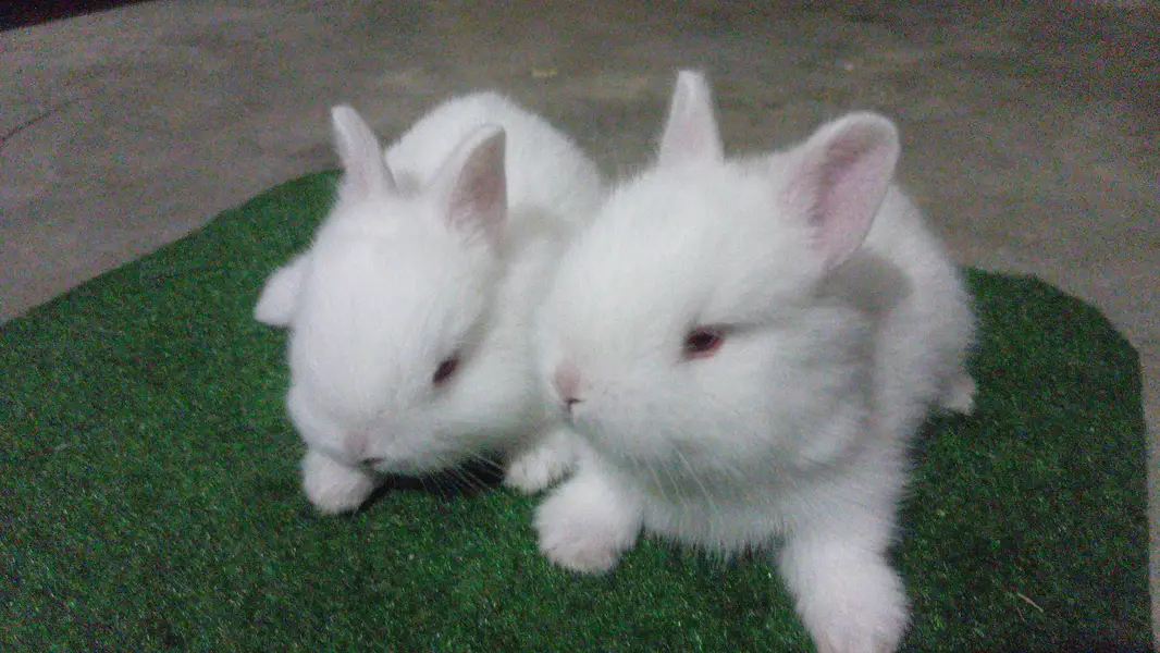 Netherland Dwarf Bunnies — photo 8