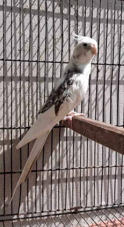 cockatiel breeder pair