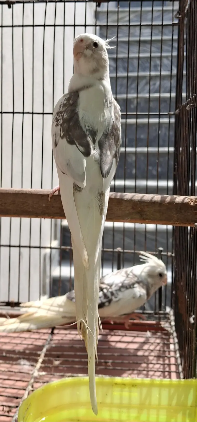 cockatiel breeder pair — photo 2