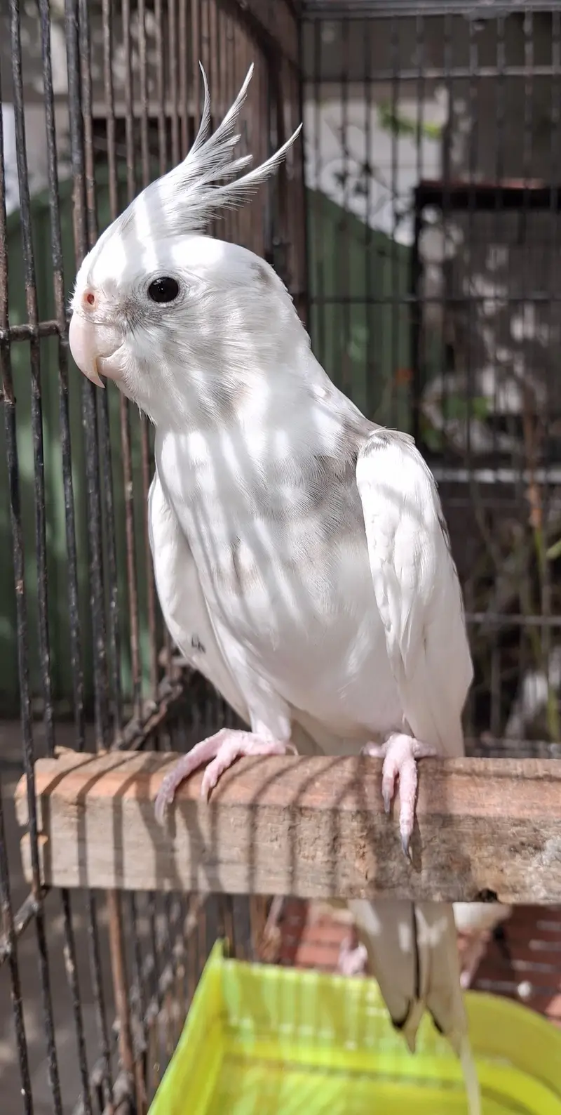 cockatiel breeder pair — photo 3