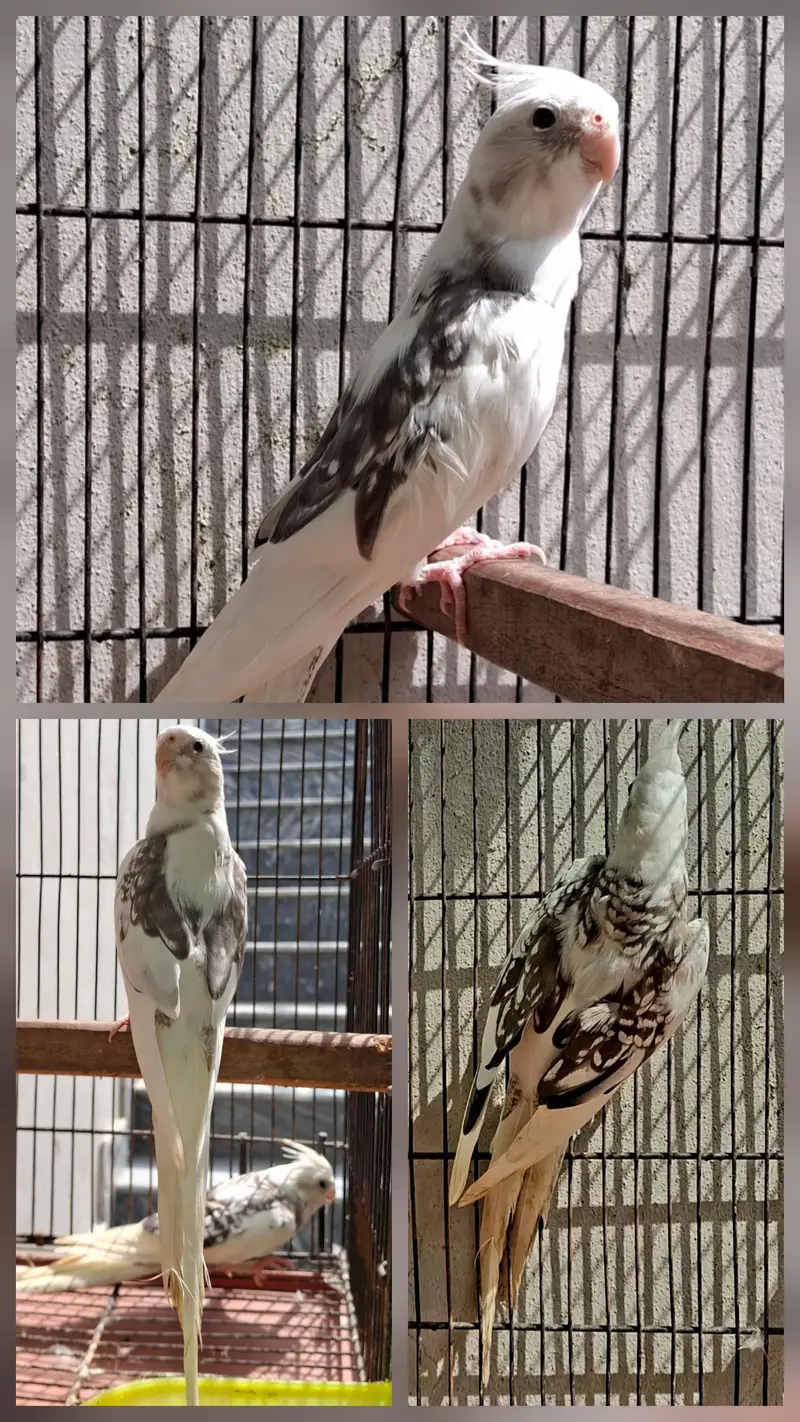 cockatiel breeder pair — photo 4
