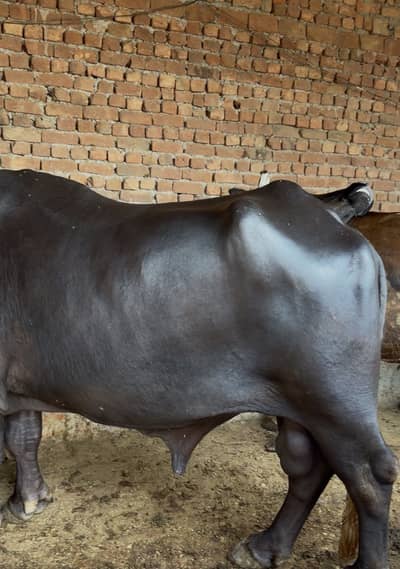 Katta for sale