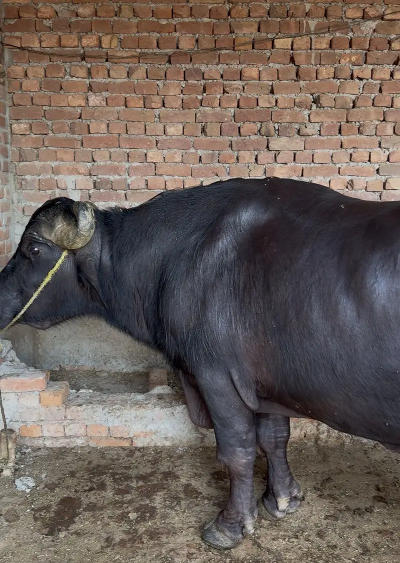 Katta for sale — photo 4