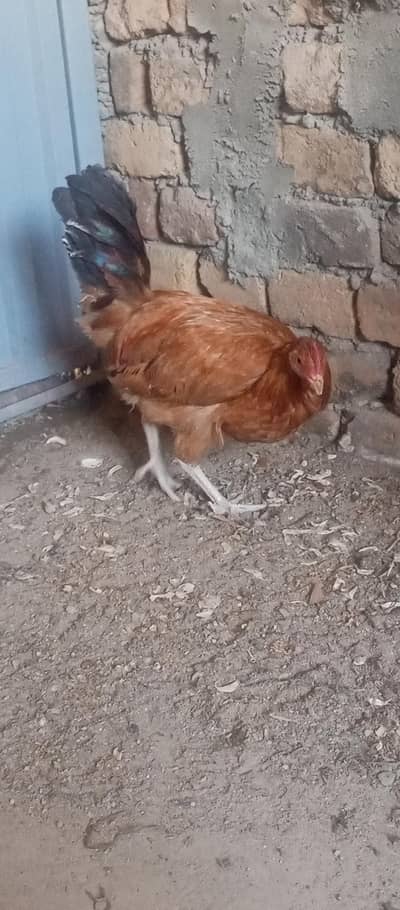 Exchange with female only