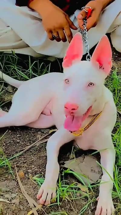 pevar Guwahati gultair male ag 6 month for sale