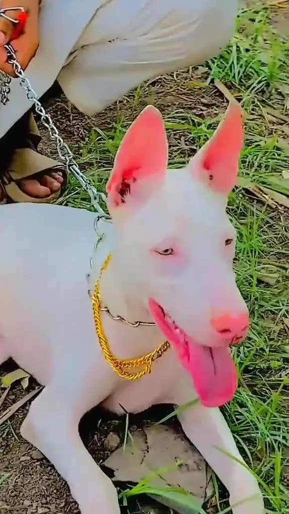 pevar Guwahati gultair male ag 6 month for sale — photo 2