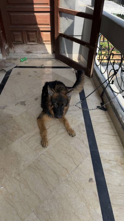 German Shepherd Male – 6 Months Old | Triple Coat | Trained