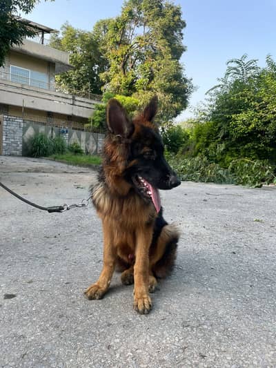 German Shepherd Male – 6 Months Old | Triple Coat | Trained