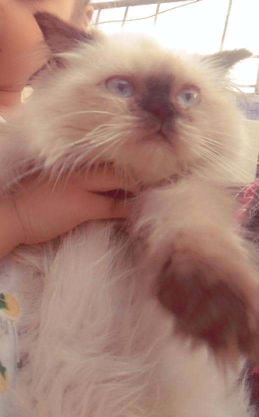 alice 0