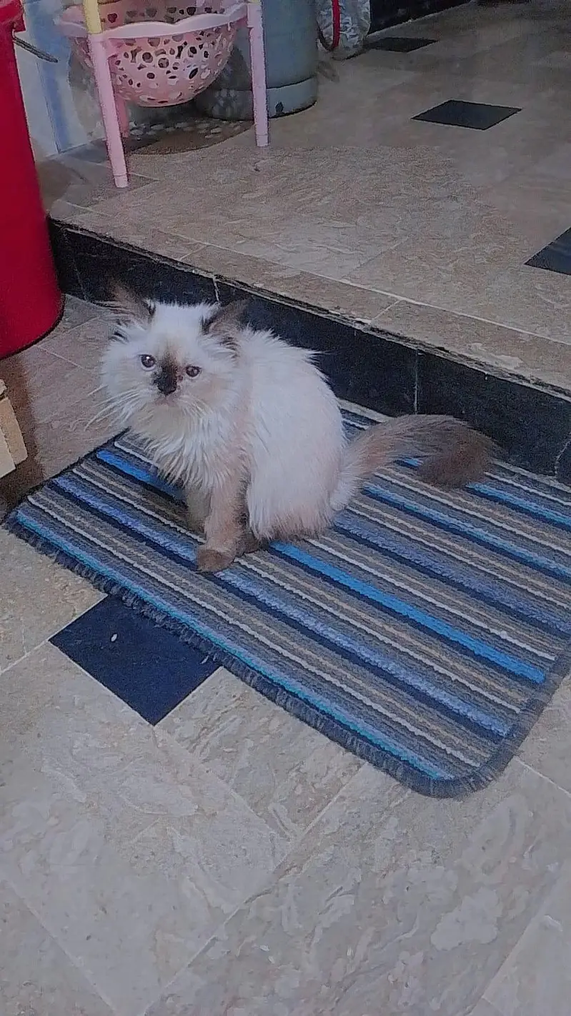 alice — photo 2