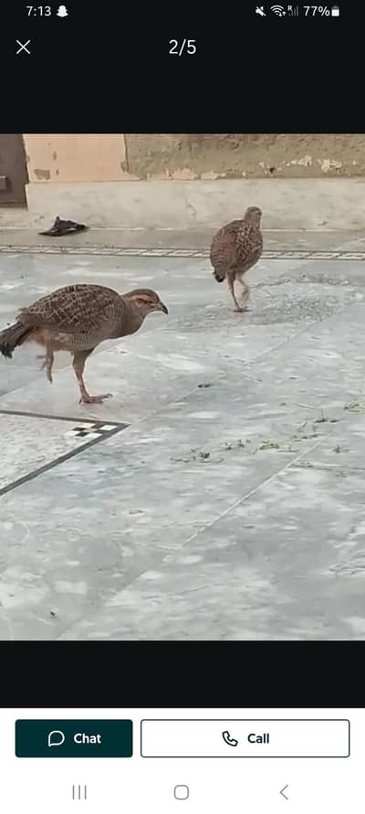 dhakni teetar ka breeder pair confirm 100%