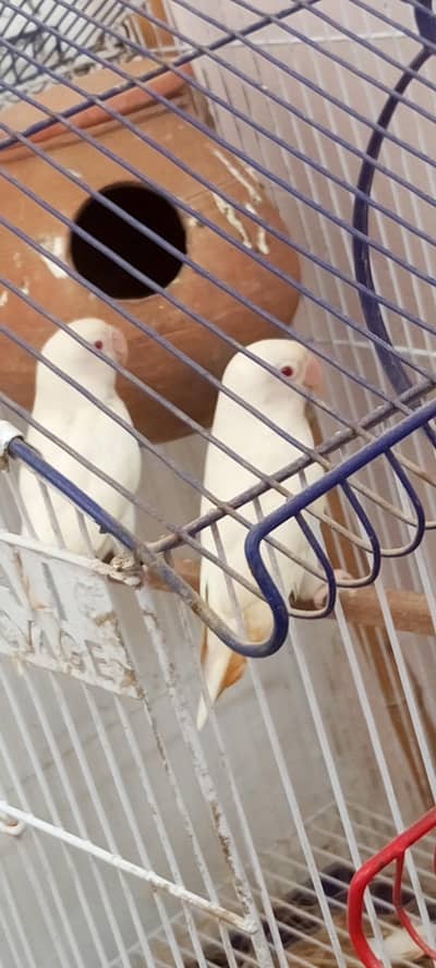 Albino red eyes pair