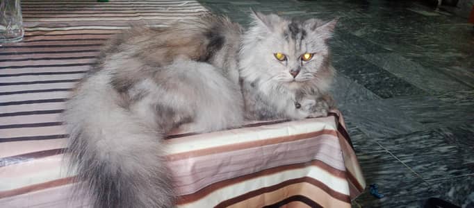 cat sell