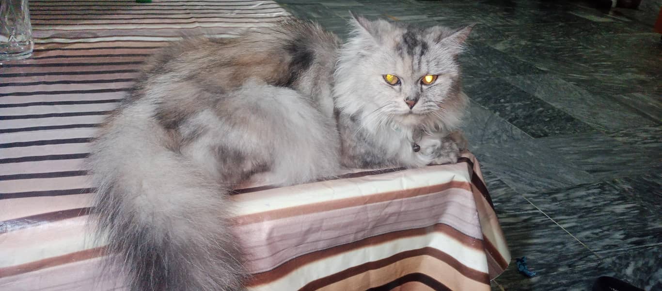 cat sell 0