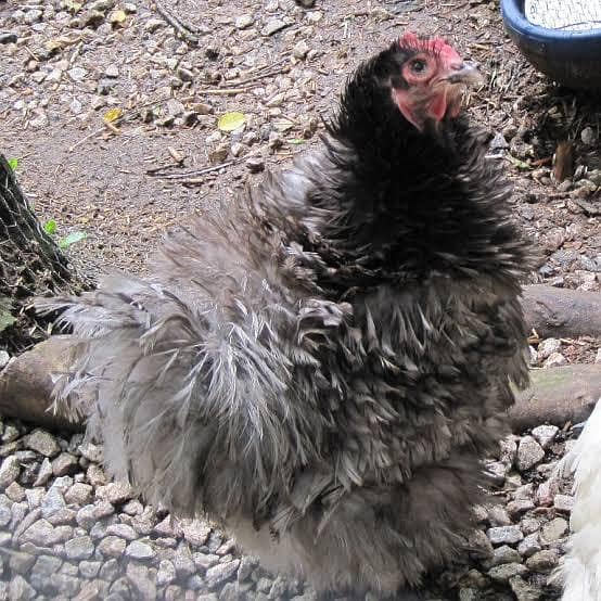 pair hens 1