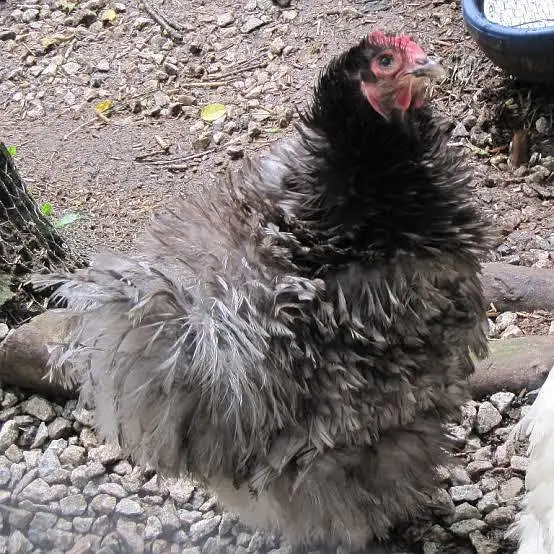 pair hens — photo 2