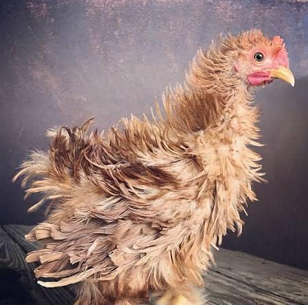 pair hens 2