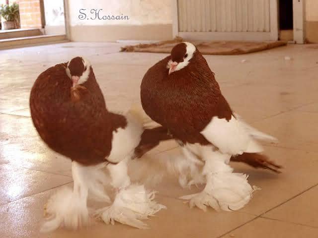 pair hens 3