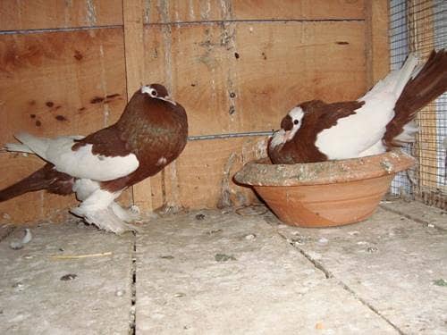 pair hens 4