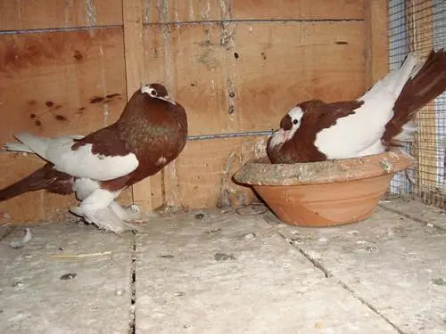 pair hens — photo 5