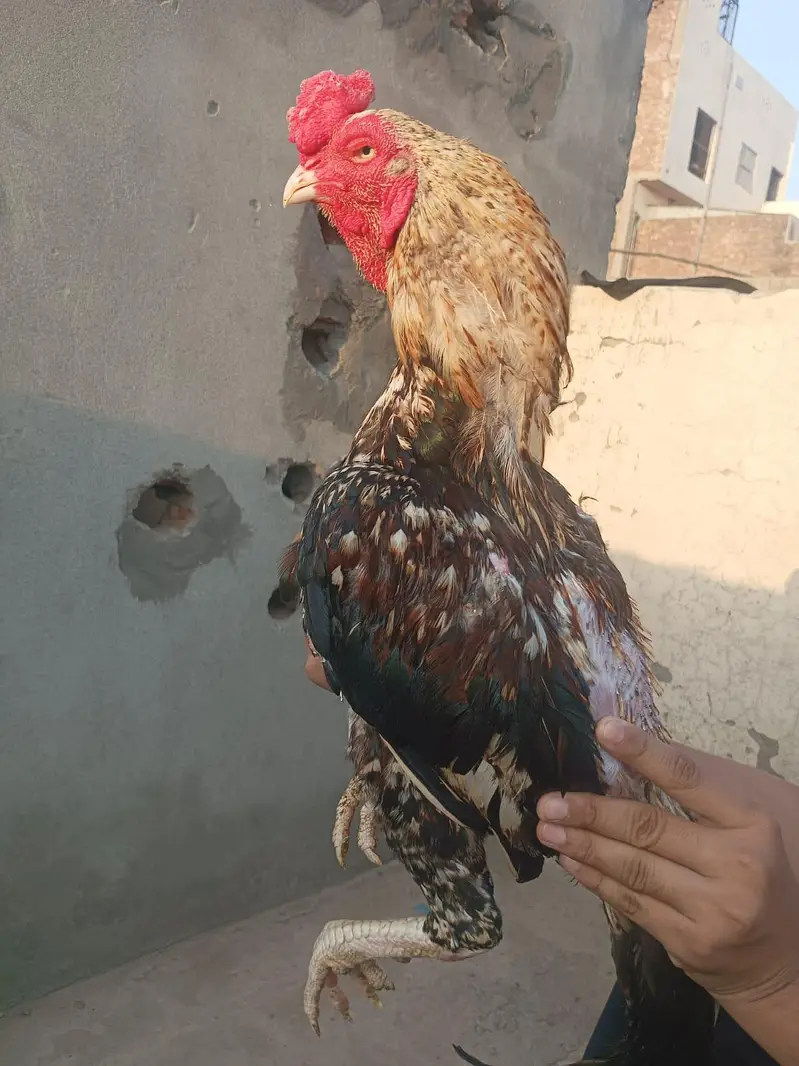 aseel murga aseel murgi or buff male — photo 4