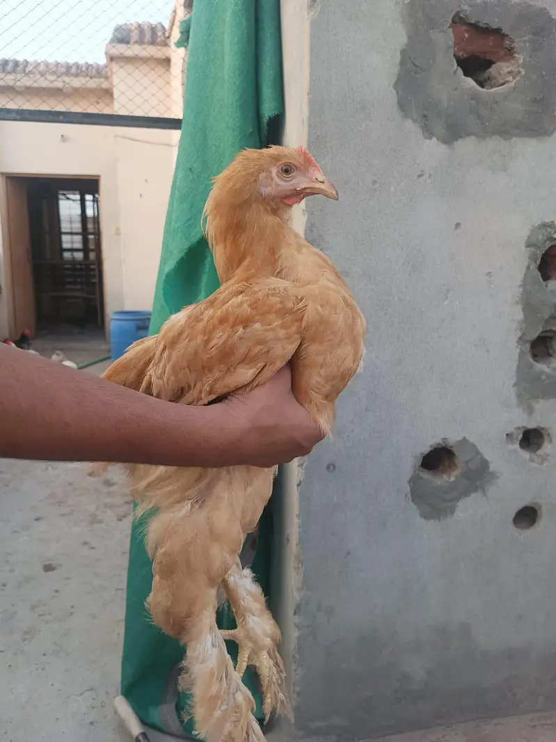 aseel murga aseel murgi or buff male — photo 10