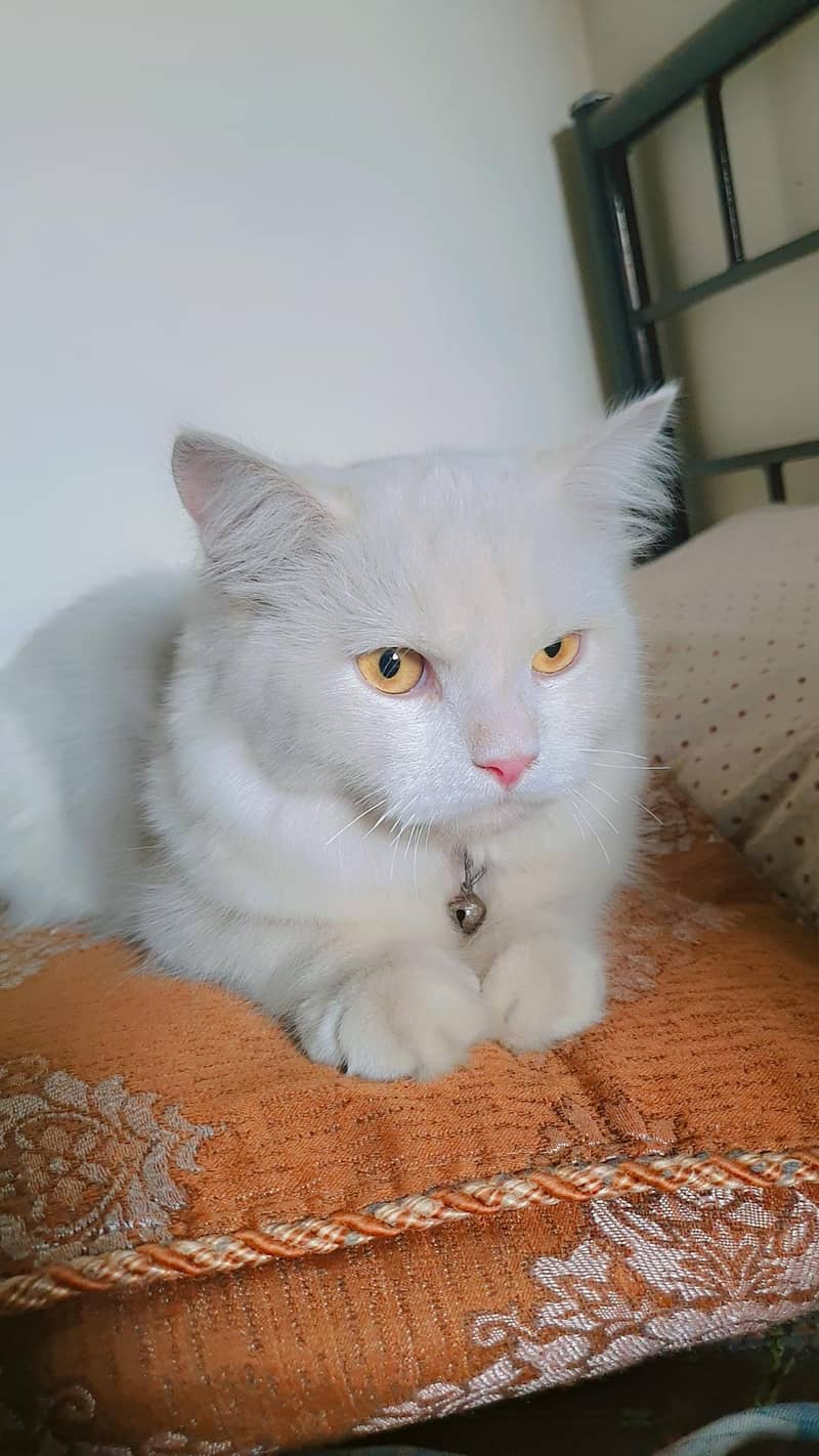 Persian cat 0