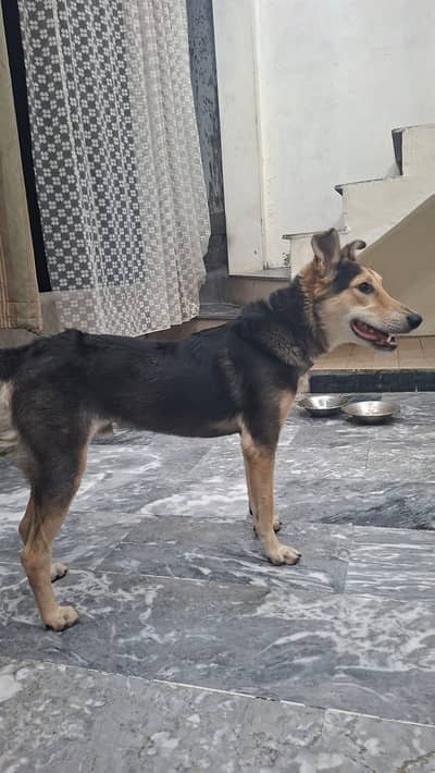 8 months Male German Shepherd dog