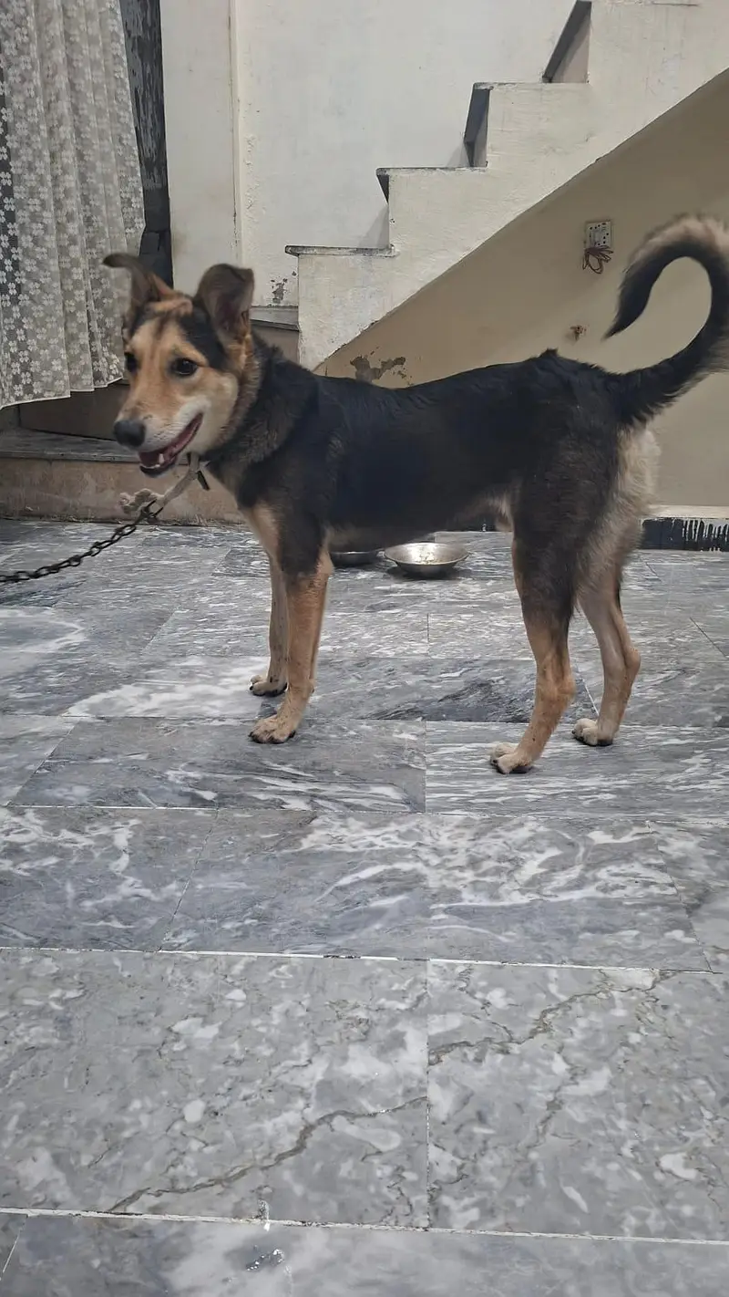 8 months Male German Shepherd dog — photo 3