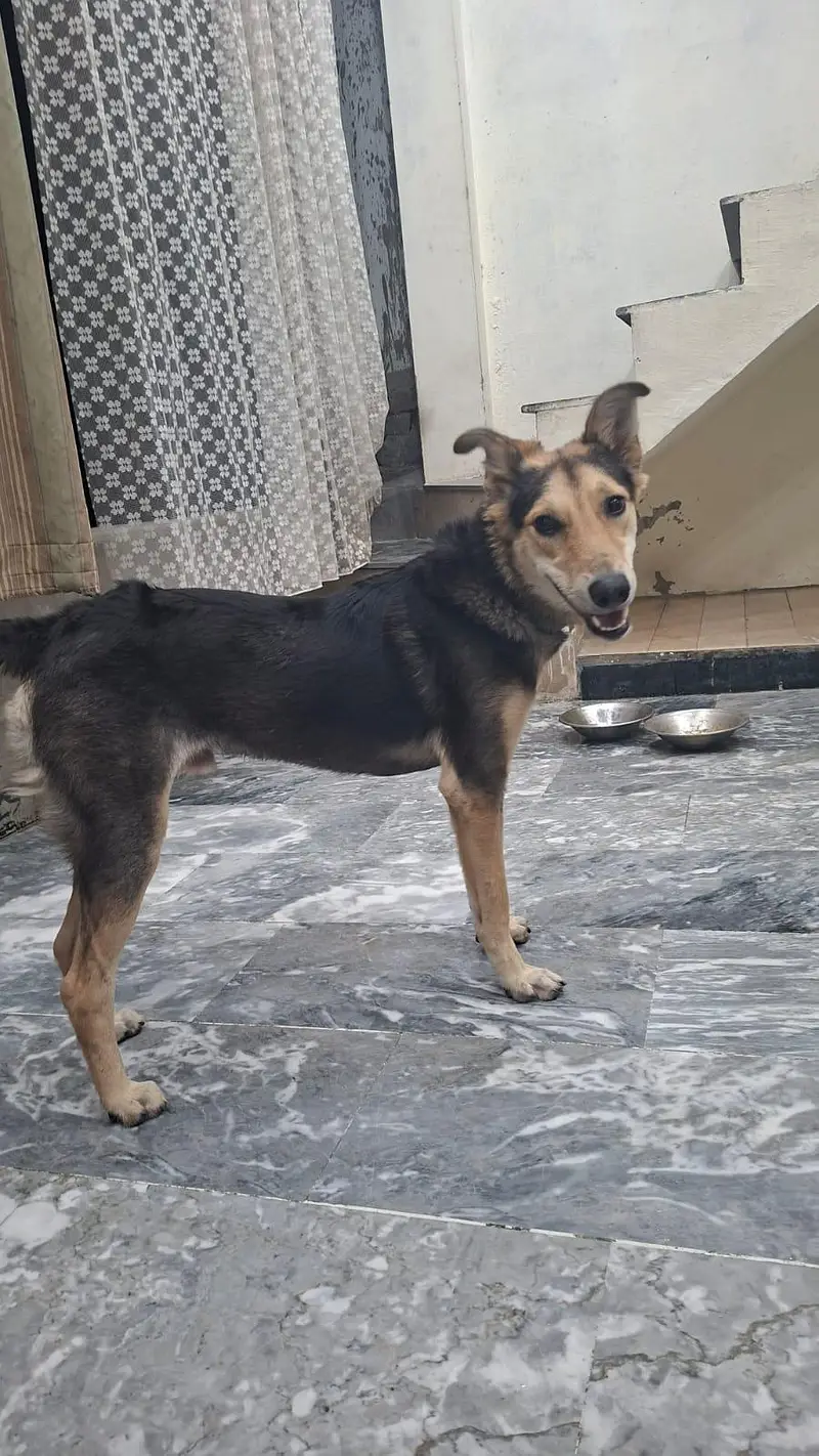 8 months Male German Shepherd dog — photo 4