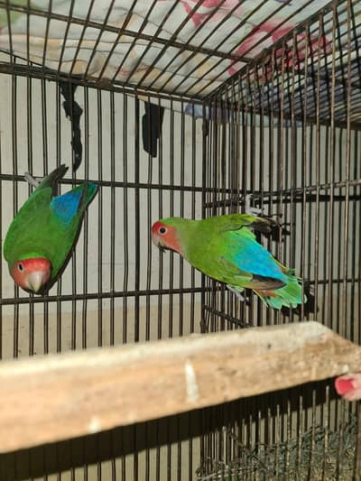 Nise pair