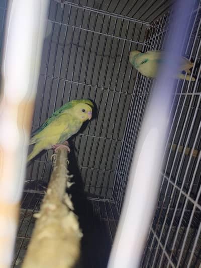 Budgies pair with chik