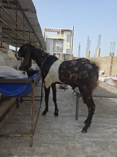 best breeder bakra