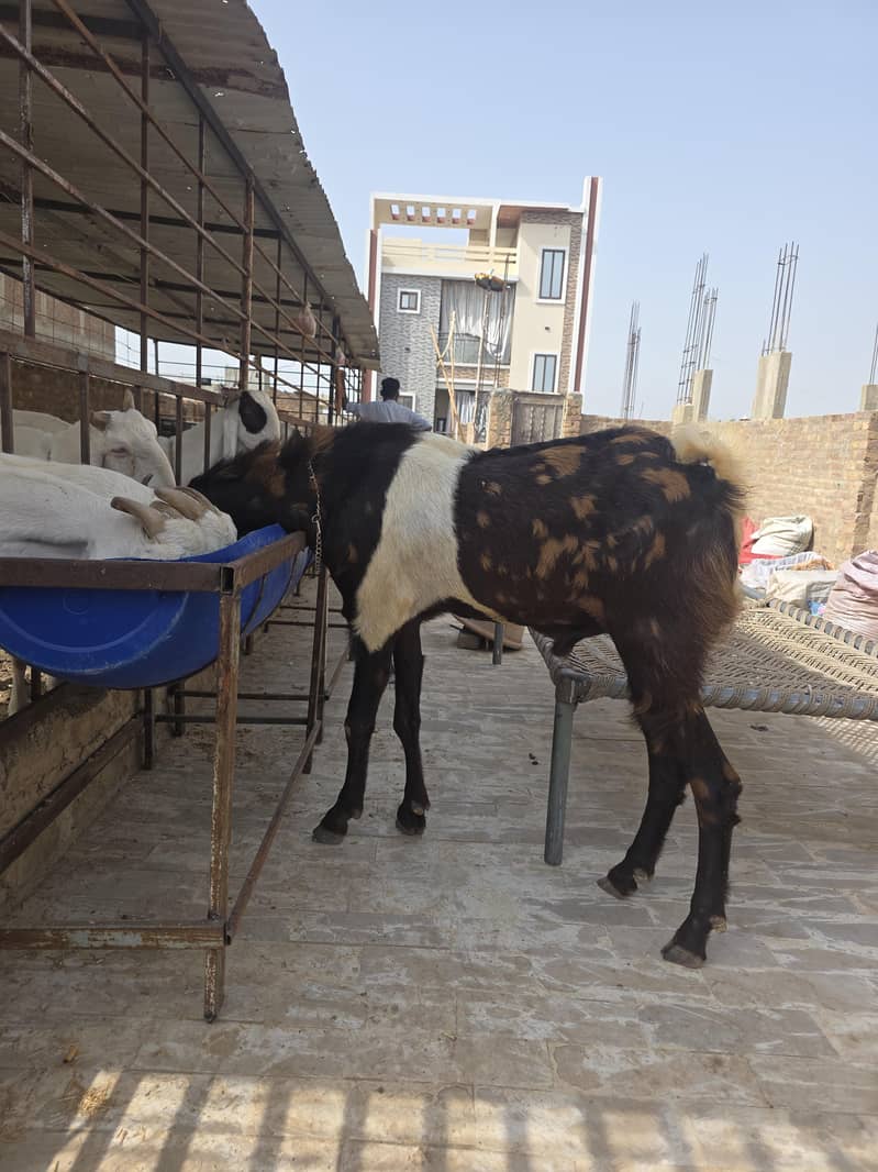 best breeder bakra 1