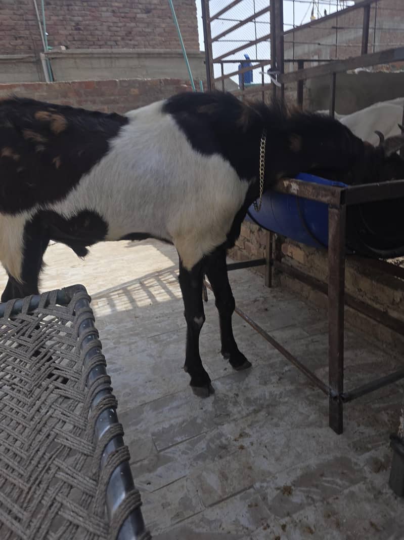 best breeder bakra 2