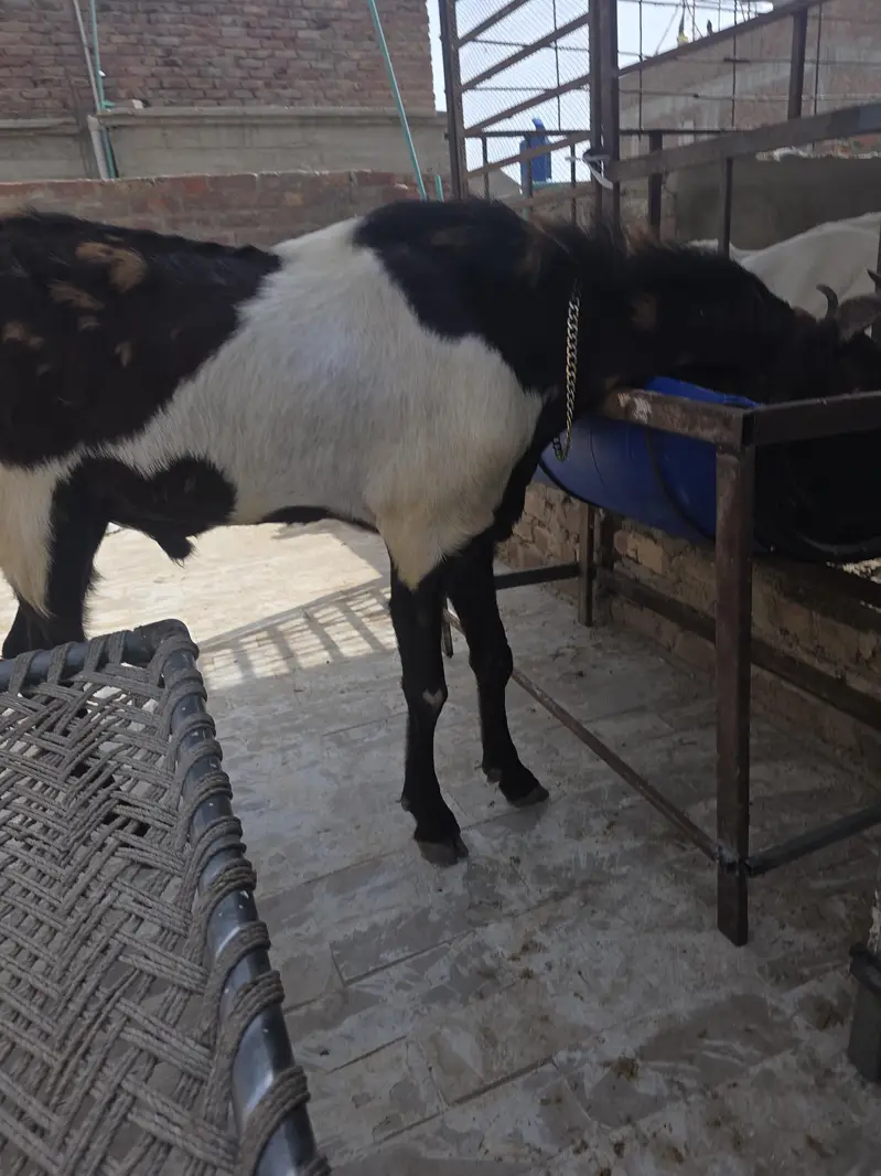best breeder bakra — photo 3