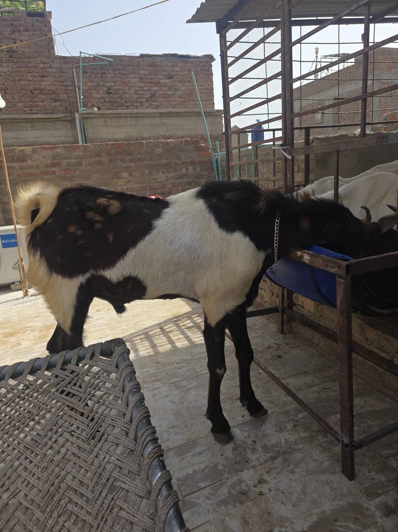 best breeder bakra 3