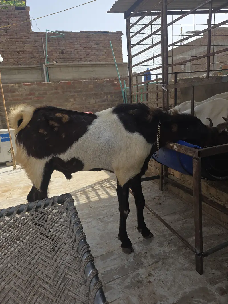best breeder bakra — photo 4